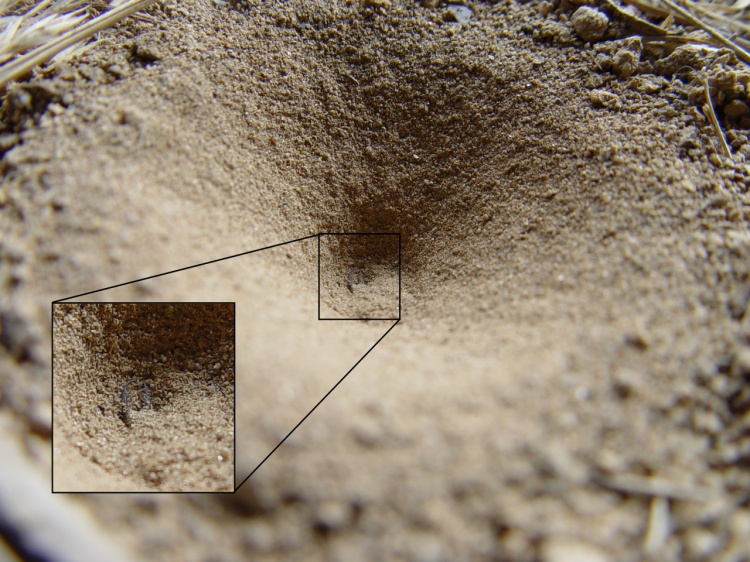 Another crater making life uncertain - an antlion waits for visitors